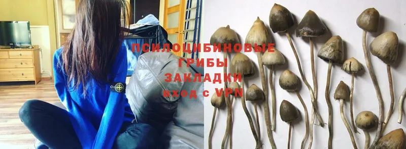 blacksprut   Балашов  Псилоцибиновые грибы Magic Shrooms  где найти наркотики 